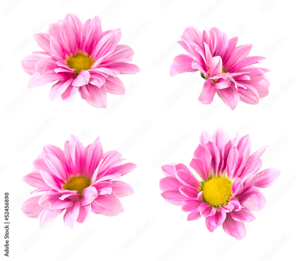 Collage blooming pink chrysanthemum Collage blooming pink chrysanthemum