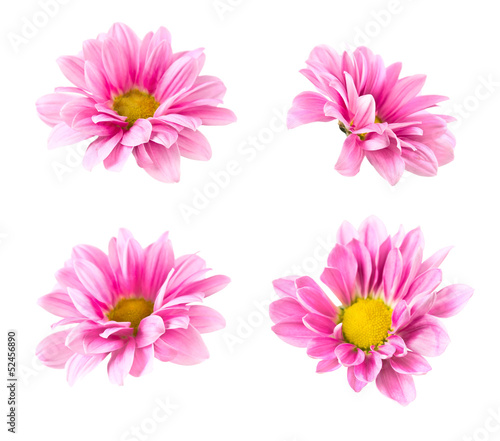 Collage blooming pink chrysanthemum