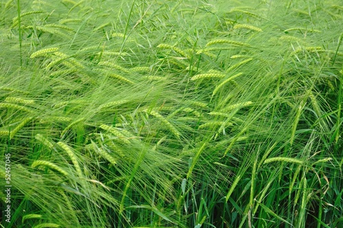 Green wheat texture on a grain field in spring