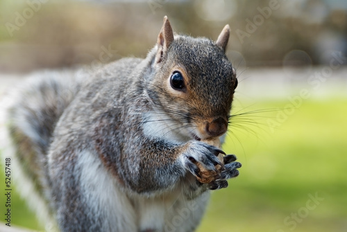 Grey squirrel © vetasster