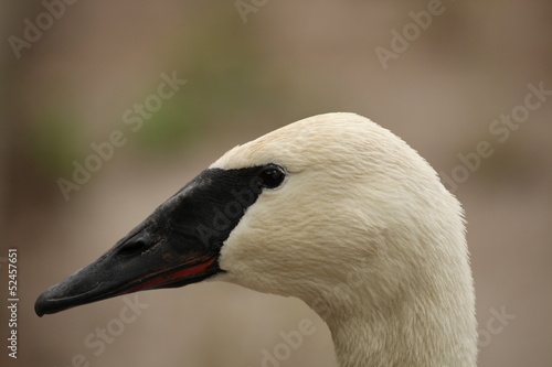 Fotografia Cygnus buccinator