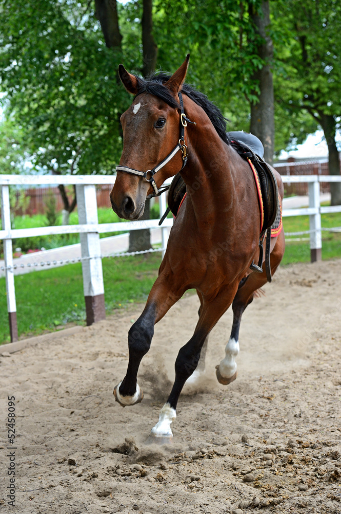 Obraz premium Horse