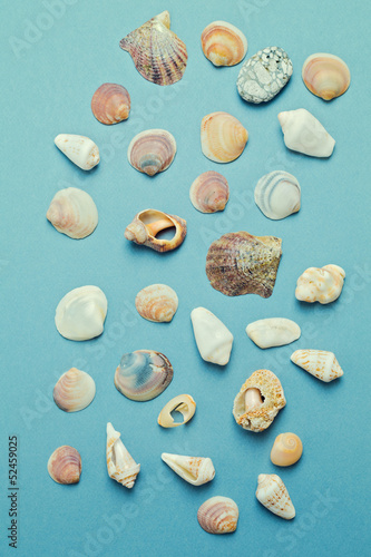 Collection of seashell over blue background