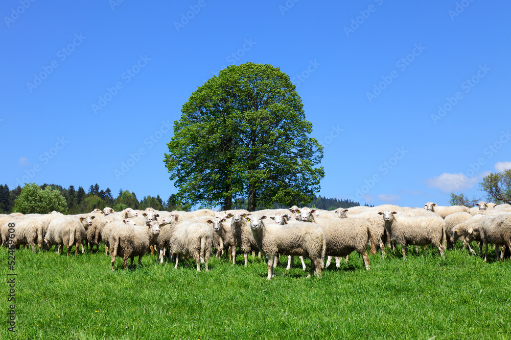 Obraz premium Sheep on the farm