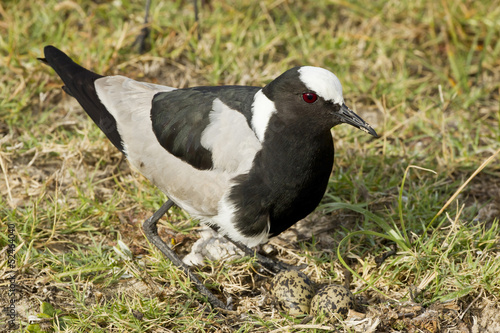 Blacksmith Plover and eggs