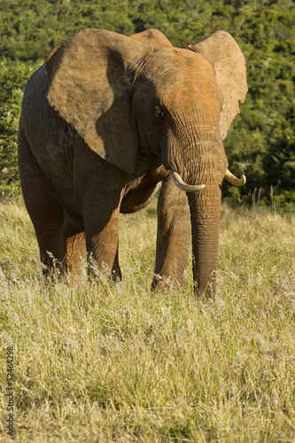 Large male elephant standing and eating grass