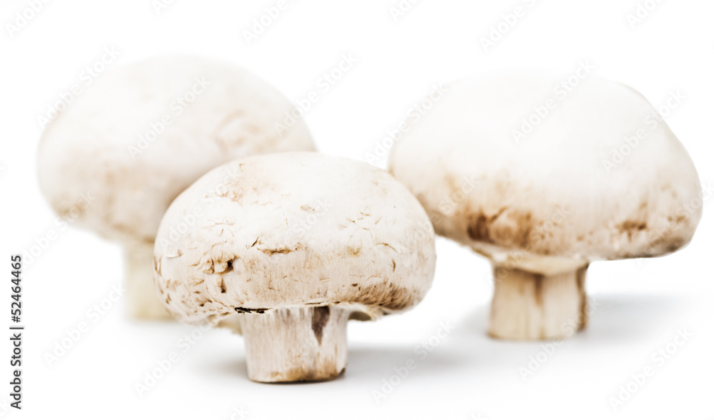 Champignon mushrooms isolated on white background Champignon mushrooms isolated on white background