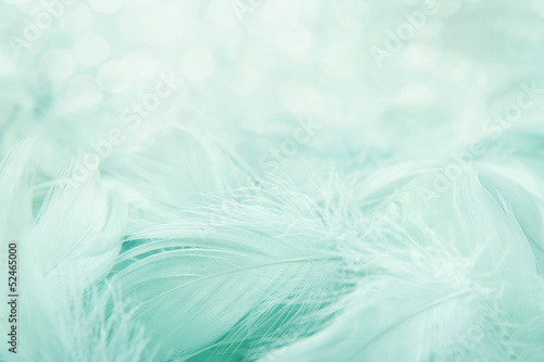 Soft fluffy feathers © Anna-Mari West