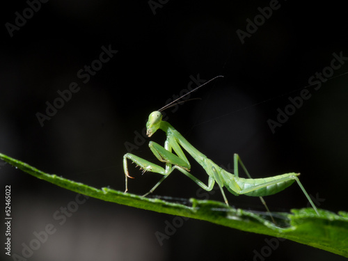 Praying mantis on leaf © aseph