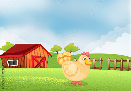 A hen in the farm with a wooden house at the back