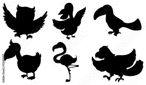 Silhouettes of the different kinds of birds