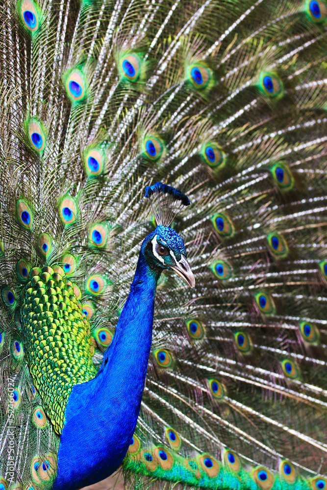 Obraz premium Showing male peacock