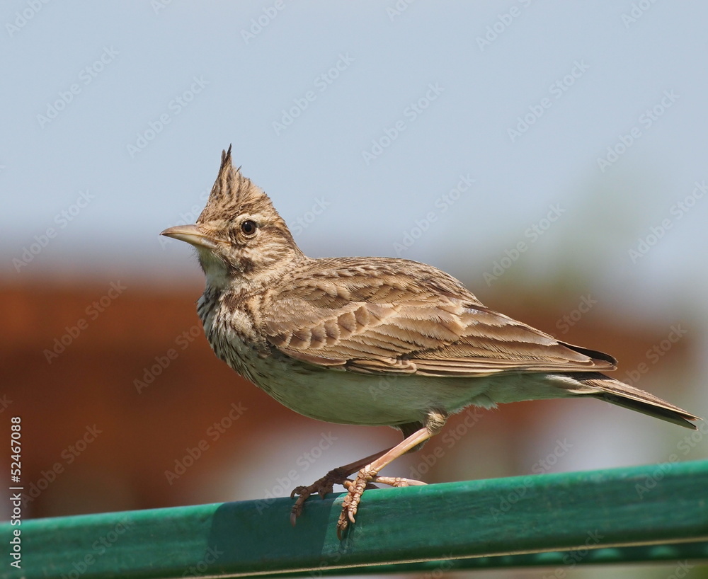 Fototapeta premium Crested Lark, Galerida cristata
