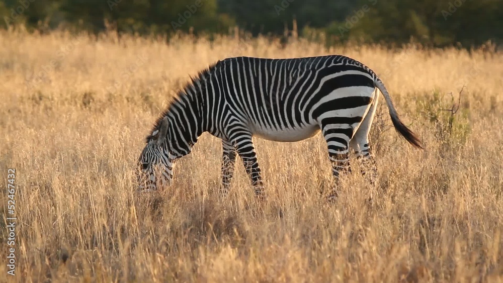 Cape Mountain Zebra, Mountain Zebra National Park Cape Mountain Zebra, Mountain Zebra National Park