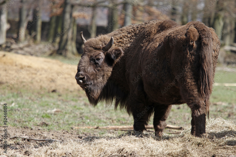 Wisent