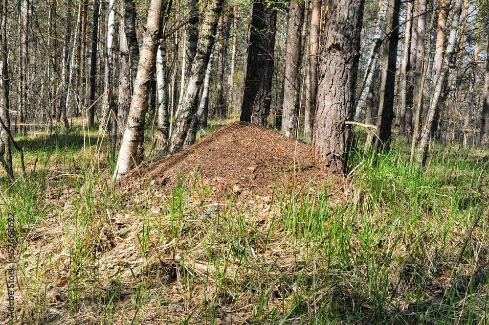 Fototapeta premium Spring anthill.