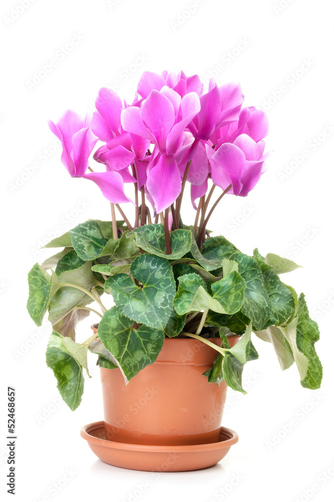 Pink cyclamen with green leaves in a brown pot Pink cyclamen with green leaves in a brown pot