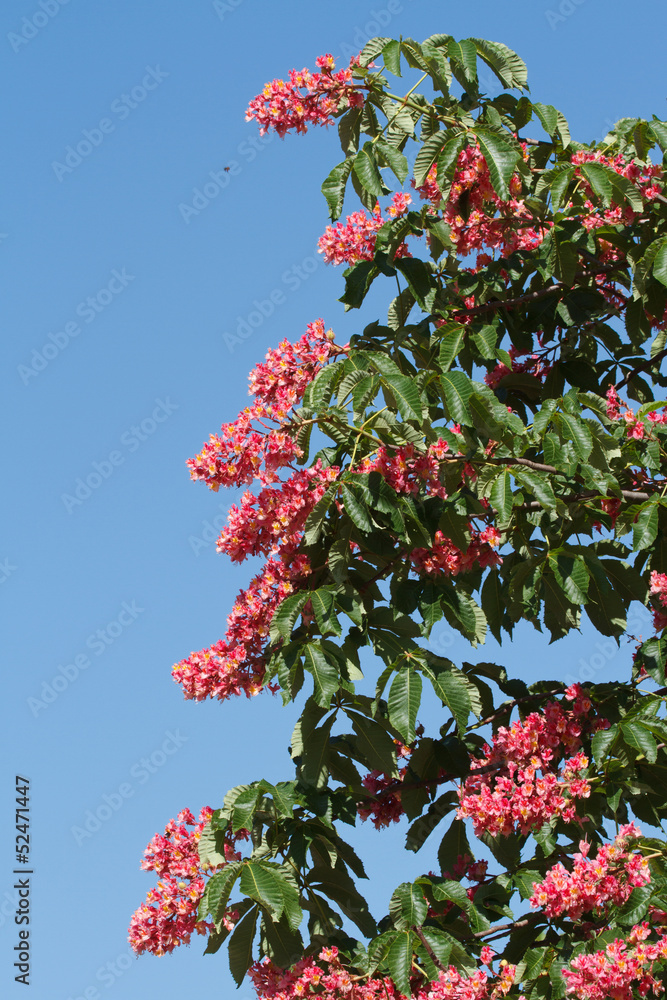 Flowering red chestnut in spring against a blue sky Flowering red chestnut in spring against a blue sky