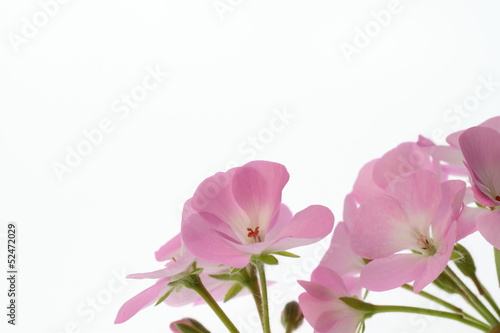 ピンクの天竺葵の背景