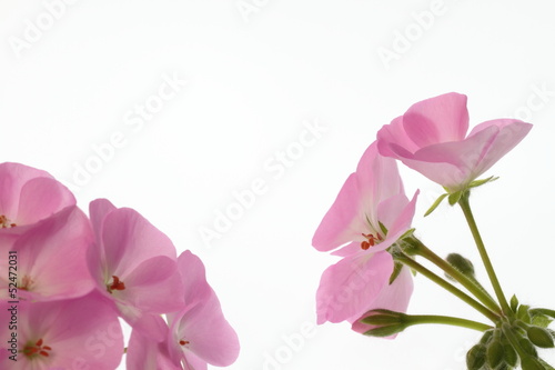 Fototapeta Naklejka Na Ścianę i Meble -  桃色のゼラニウムの背景