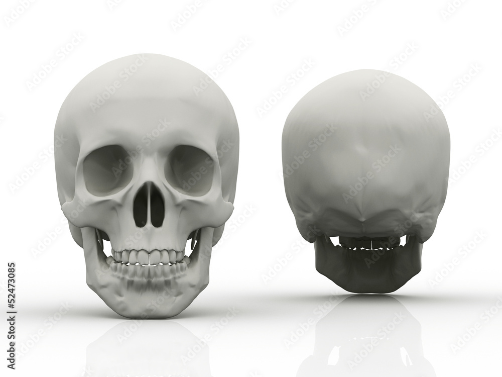 3d image of human skull in full face and profile 3d image of human skull in full face and profile