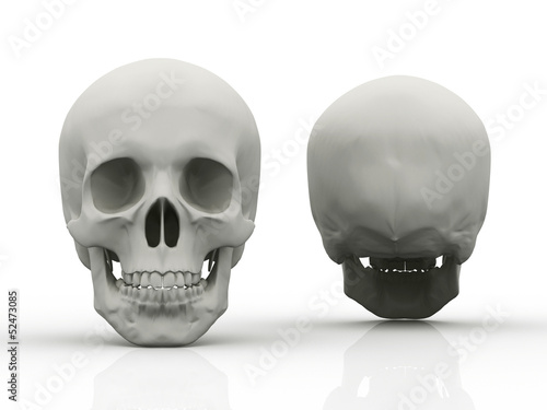 3d image of human skull in full face and profile