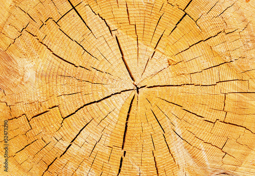 structure of a tree on a cross-section