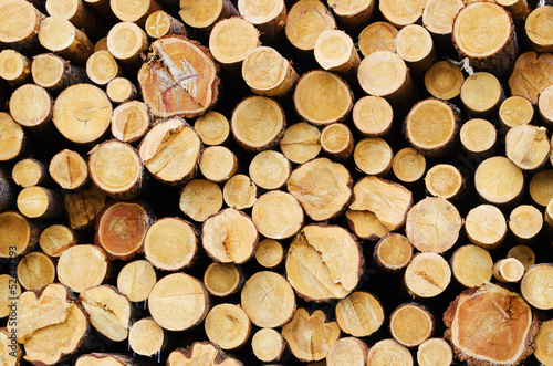 stacked logs of trees