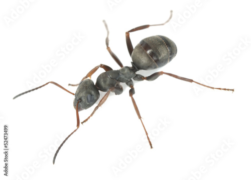 Black ant isolated on white background, extreme close-up