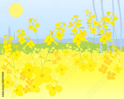 punjab mustard