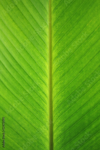 Banana leaves