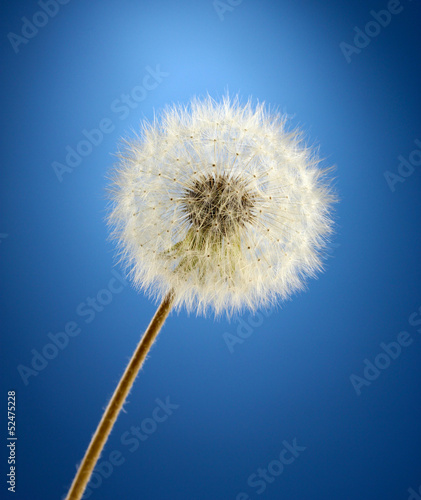 Beautiful dandelion with seeds on blue background