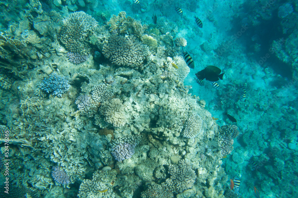 Red sea in Egypt Red sea in Egypt
