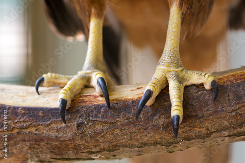 Eagle claws