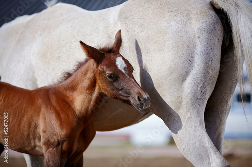 Foal with a mare.