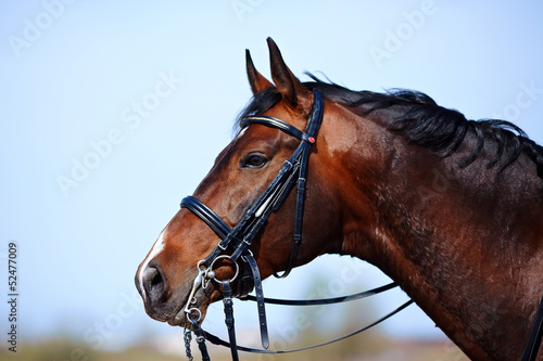 Portrait of a sports brown horse.