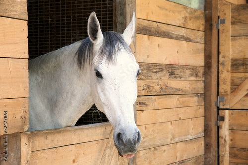 Details white horse in the stable box