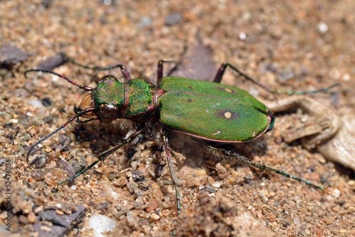 Green Tiger Beetle