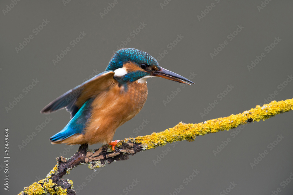 Obraz premium Kingfisher