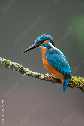 Kingfisher © davemhuntphoto