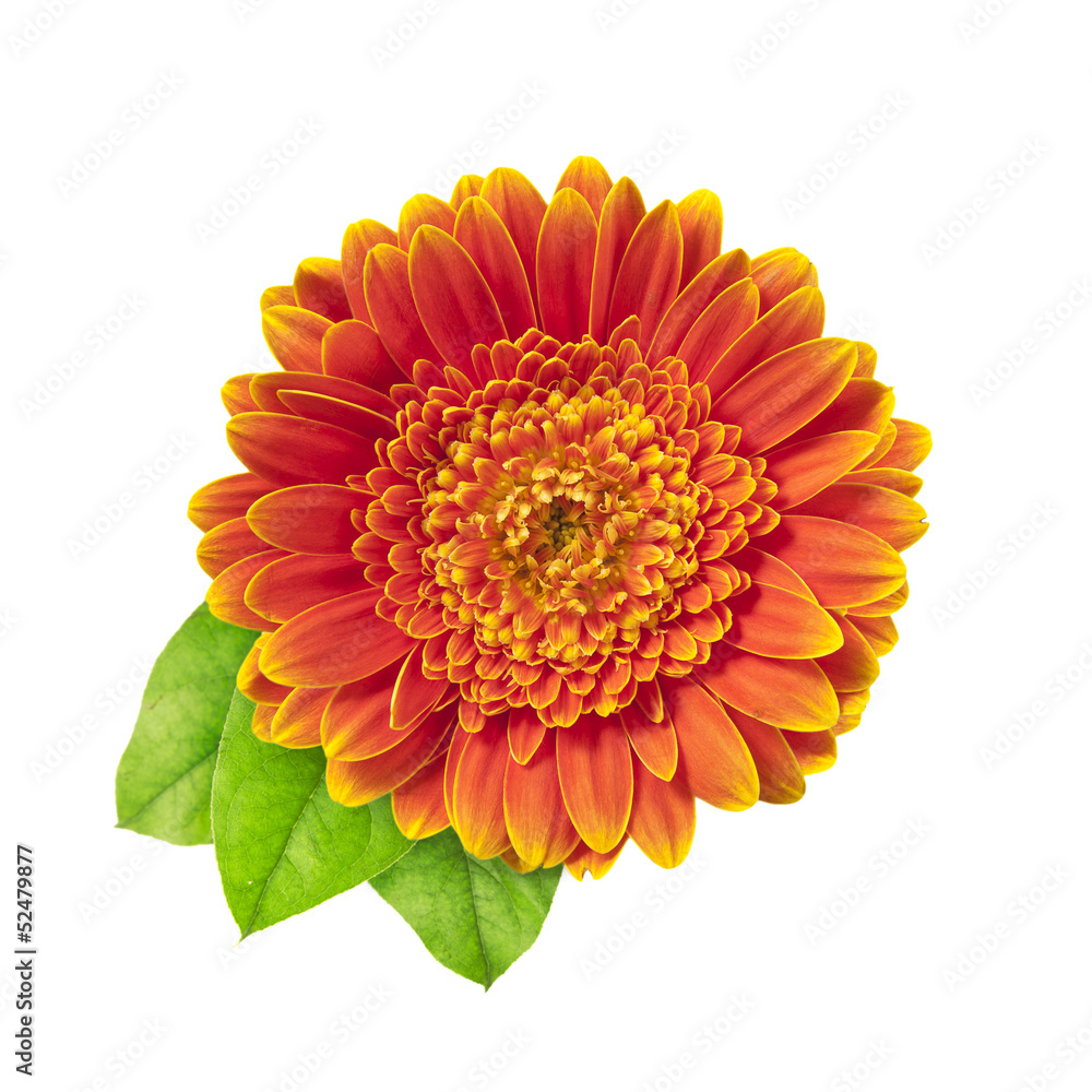 Orange Gerberas Orange Gerberas