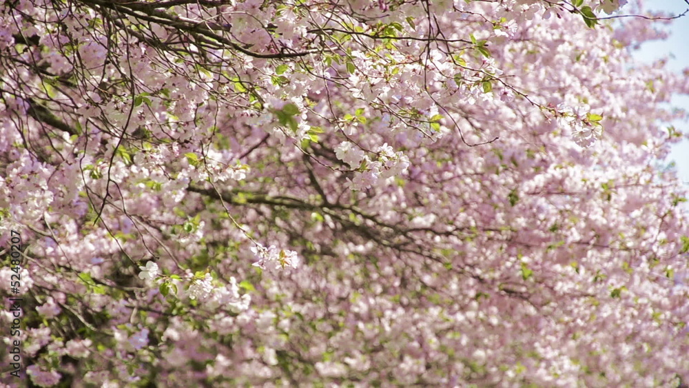 japanese cherry trees - blossom leafs flying in wind japanese cherry trees - blossom leafs flying in wind