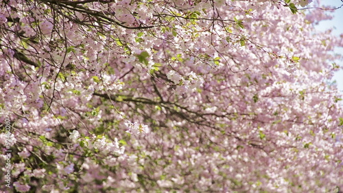Wallpaper Mural japanese cherry trees - blossom leafs flying in wind Torontodigital.ca