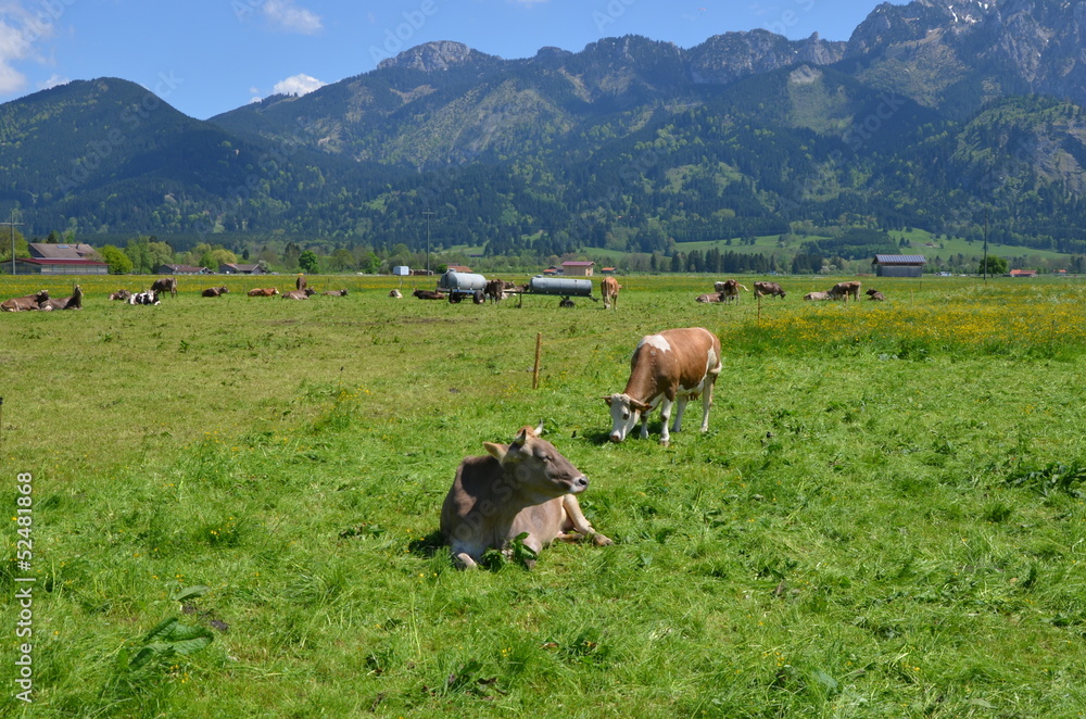 glückliche Kühe glückliche Kühe