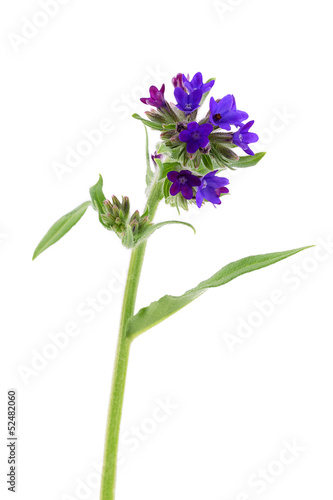 Blue wildflower isolated on white background