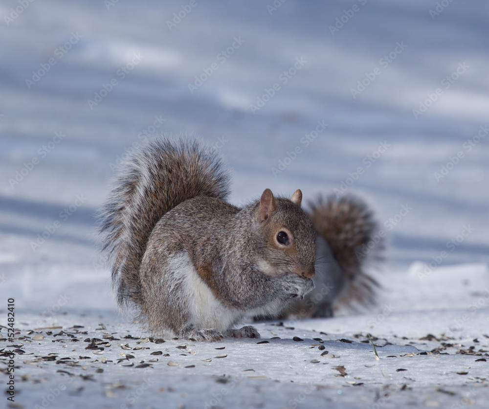 Winter food Winter food