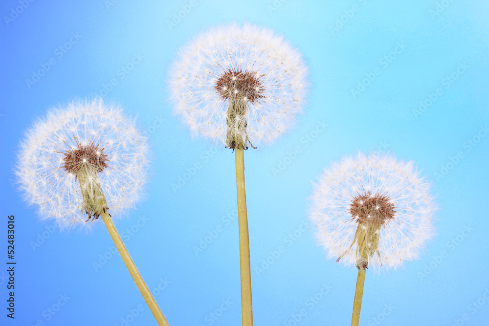 Dandelions on blue background