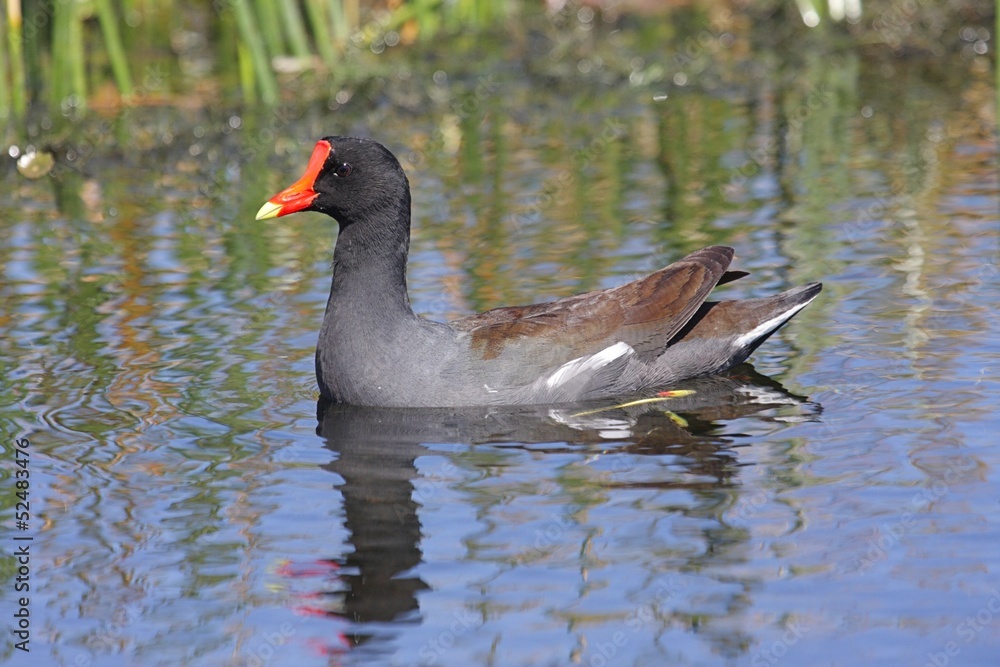 Common Moorhen (Gallinula chloropus) Common Moorhen (Gallinula chloropus)