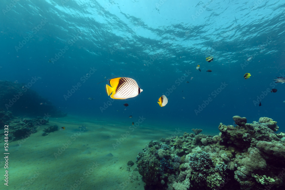 Fototapeta premium Tropical waters of the Red Sea.