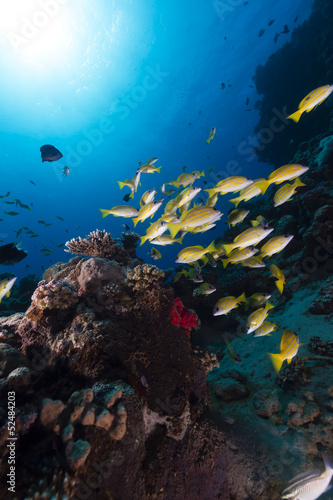 Blue-striped snappers in the Red Sea. © stephan kerkhofs